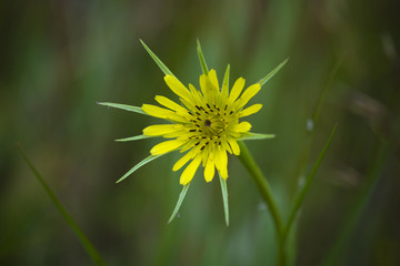 Wild flower in Patagonia, Argentina