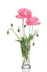 pink poppies in glass vase isolated on white background