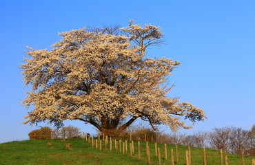 青空と一本桜