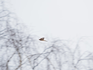 Falcon flying over winter forest. Losiny Ostrov National Park. Elk Moose Island in Moscow, Russia.