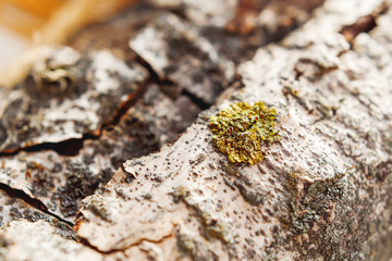 Macro photo of birch tree bark with colorful yellow moss. Natural background.