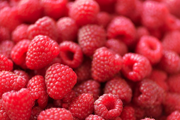 Ripe raspberries macro. Selective focus. Fruit background with copy space. Summer and berries harvest concept. Vegan, vegetarian, raw food.