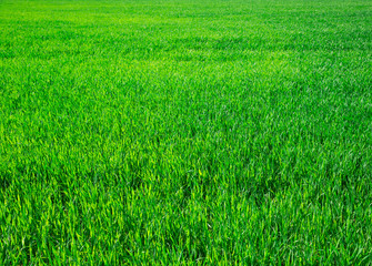 Green grass texture from a field