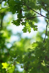 Fototapeta na wymiar green oak leaves on blue background