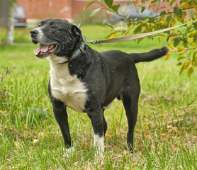 Black and white crossbreed dog fighting breeds.