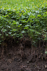 green grass on a hill