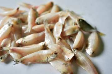 Fresh mackerel fish stack on white table 