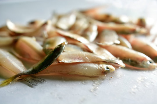 Fresh mackerel fish stack on white table 