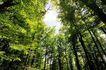 Eixendorfer See Bäume Wald