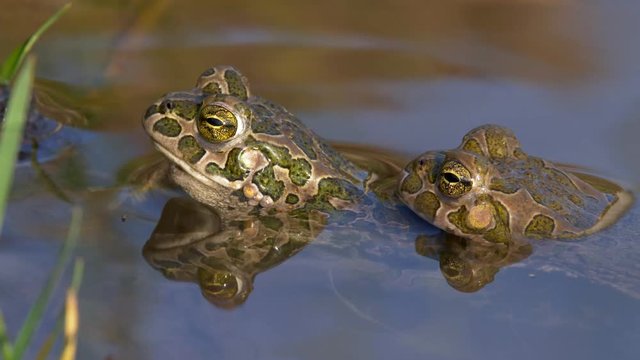 European green toad (Bufo viridis) amplexus
