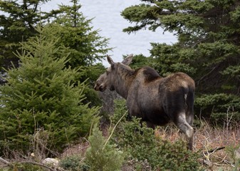 moose standing beside evergreen trees in a forest area, Newfoundland Canada