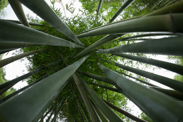 Plakat bamboo trees looking up
