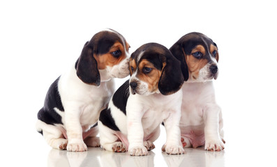 Three beautiful beagle puppies