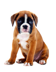 Obraz premium Portrait of a adorable boxer puppy