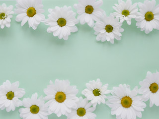 Composition of white chamomile chrysanthemum flowers on a color background, top view, creative flat layout. 