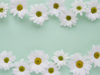Fototapeta premium Composition of white chamomile chrysanthemum flowers on a color background, top view, creative flat layout. 