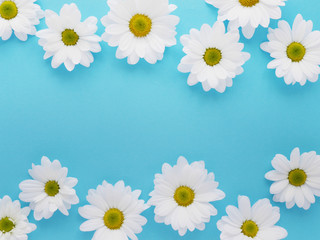 Composition of white chamomile chrysanthemum flowers on a color background, top view, creative flat layout. 