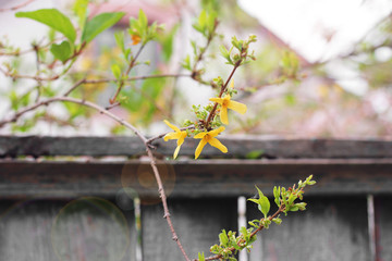 A tree is blooming. Yellow flowers on a tree