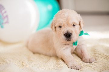 Close-up portrait of three weeks old golden retriever puppy with green ribbon lying on the blanket on baloons background