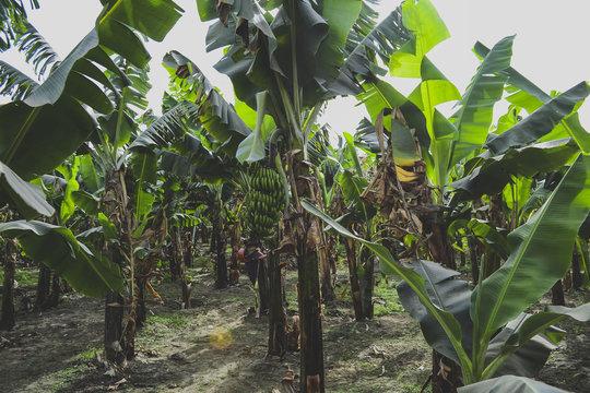 banana trees  