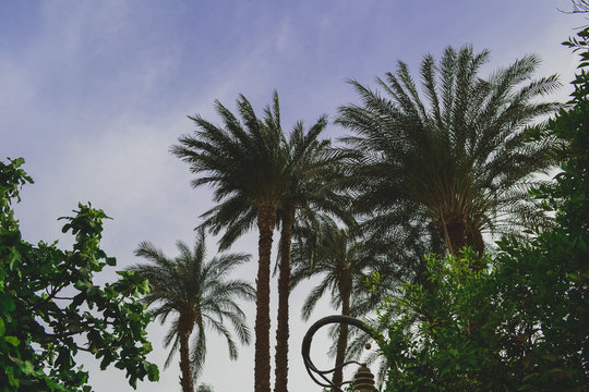 beautiful palm trees