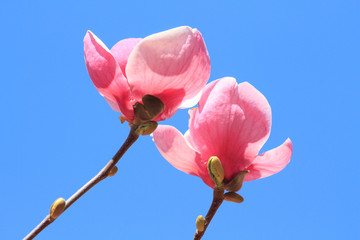 Flowers of pink Magnolia