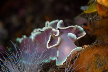 Frilled Nudibranch (Leminda millecra) closeup of sea snail on the reef close up front