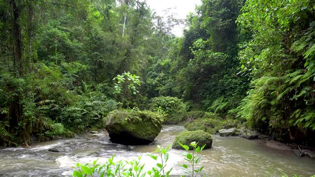 Mountain river stream with flowing water in rainforest.