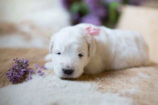 Close-up image of lovely white fluffy pup with pink ribbon. Portrait of one week old cute maremma puppy lying on the cows fur and looking to the camera on lilac flower background