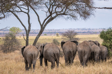 Fototapeta premium Elephant Rumps