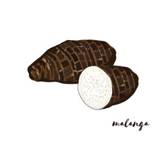 Malanga (Taro root). Vector illustration. Flat design.
