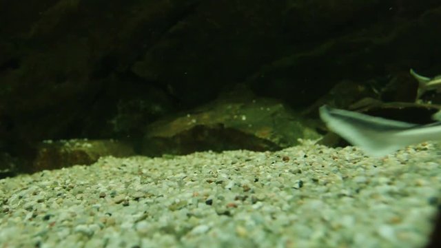 Underwater video of The Russian Sturgeon, Acipenser gueldenstaedtii. Big fish from a Caspian Sea. This fish is a source for caviar and tasty flesh.