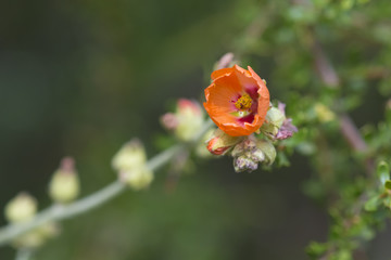 Orange Wild flower in Patagonia, Argentina