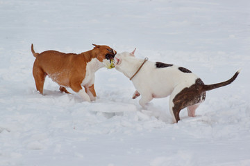 Two american staffordshire terrier puppys are playing on white snow. Pet animals.