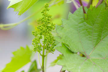 Grapevine with baby grapes. Young green grape branches on the vineyard in spring time.