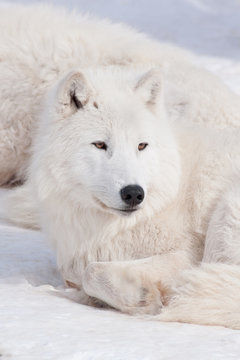 Wild alaskan tundra wolf is lying on white snow. Canis lupus arctos.