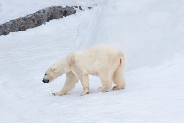 Fototapeta na wymiar Large polar bear is walking on white snow. Animals in wildlife.