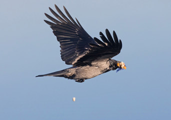 Hooded crow, Corvus cornix