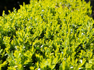 Obraz premium green bush texture