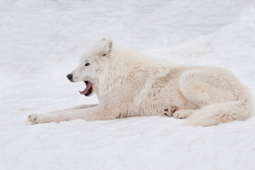 Wild alaskan tundra wolf is lying and yawning on white snow. Canis lupus arctos.