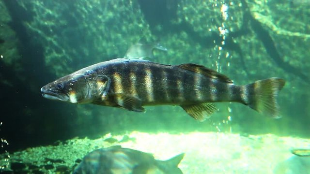 Huge Walleye, Zander or Pike-perch (Sander lucioperca). Underwater video of fresh water fish. Animals in nature.