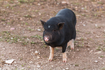 Wild black boar or pig walking on meadow. Wildlife in natural habitat
