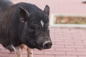 Wild black boar or pig close up. Wildlife in natural habitat