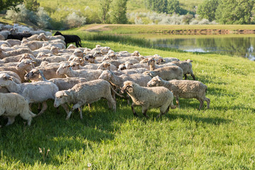 Sheep and goats graze on green grass in spring	