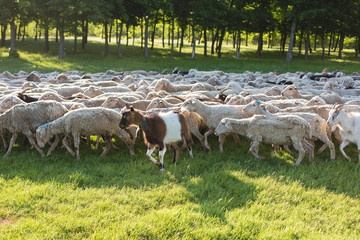 Fototapeta premium Sheep and goats graze on green grass in spring 
