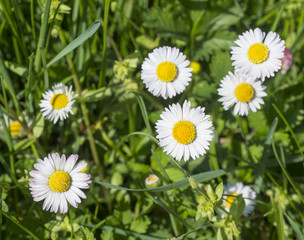 Fototapeta premium Bunch of close up Daisy (Bellis perennis) in green grass, selective focus, spring floral background
