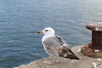 Seagulls and the sea 8