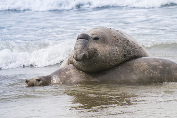 Elephant seal, Patagonia