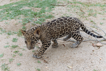 Jaguar in Nature