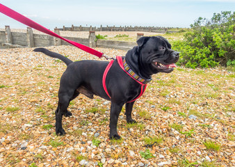 A handsome black Staffordshire Bull Terrier standing on a pebble beach with groynes,  wearing a red...